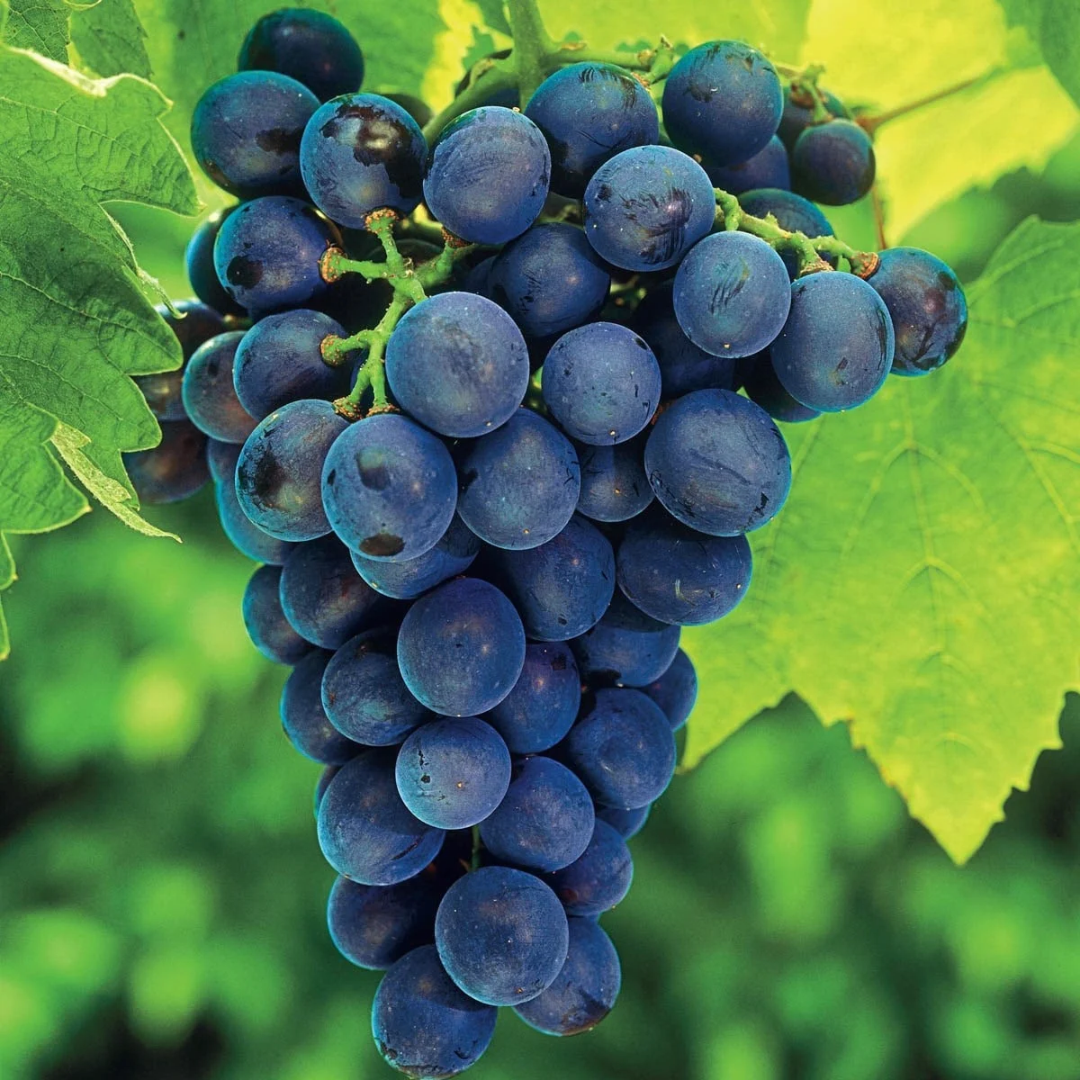 Grape x 'Fredonia'