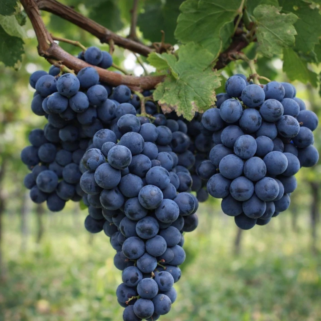 Grape x 'Montreal Blue'