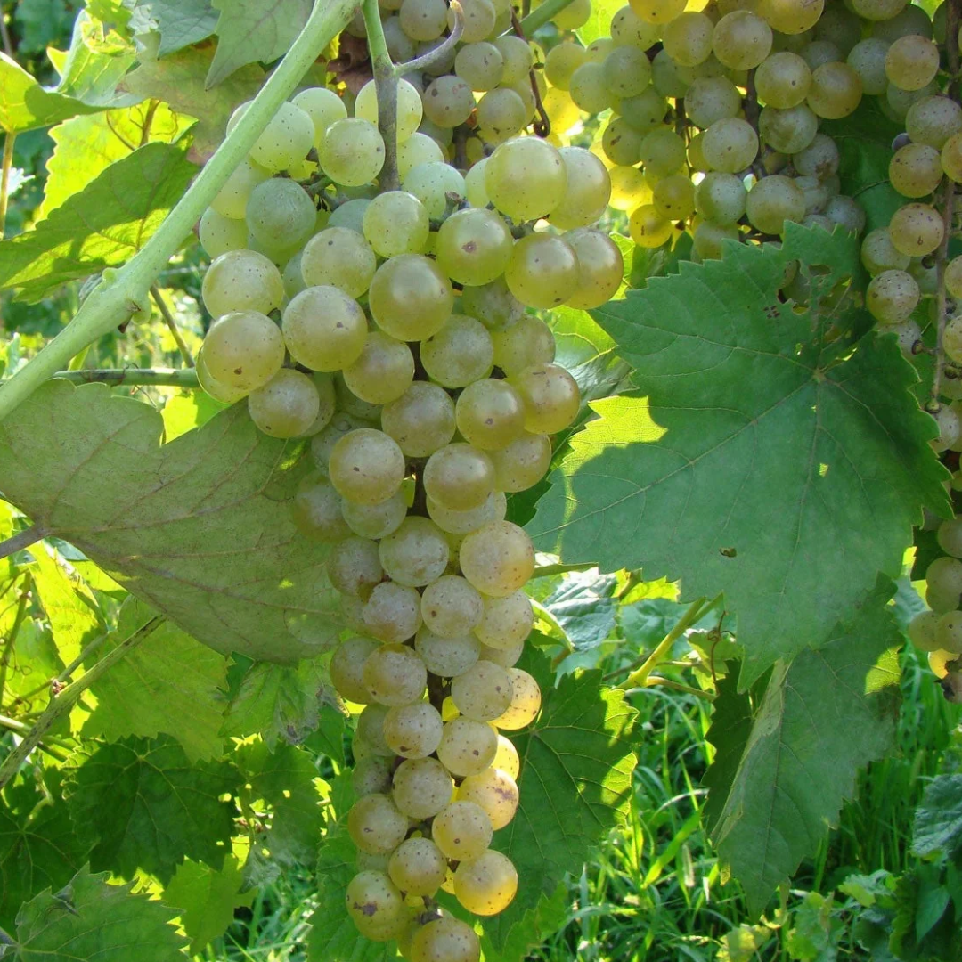 Grape x 'Vidal'