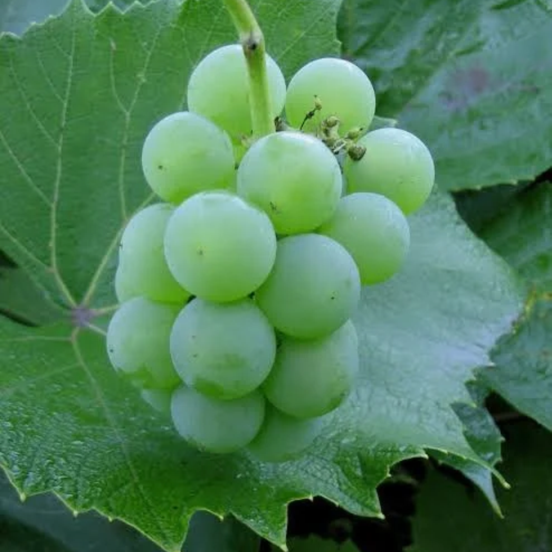 Grape x 'Kay Gray'