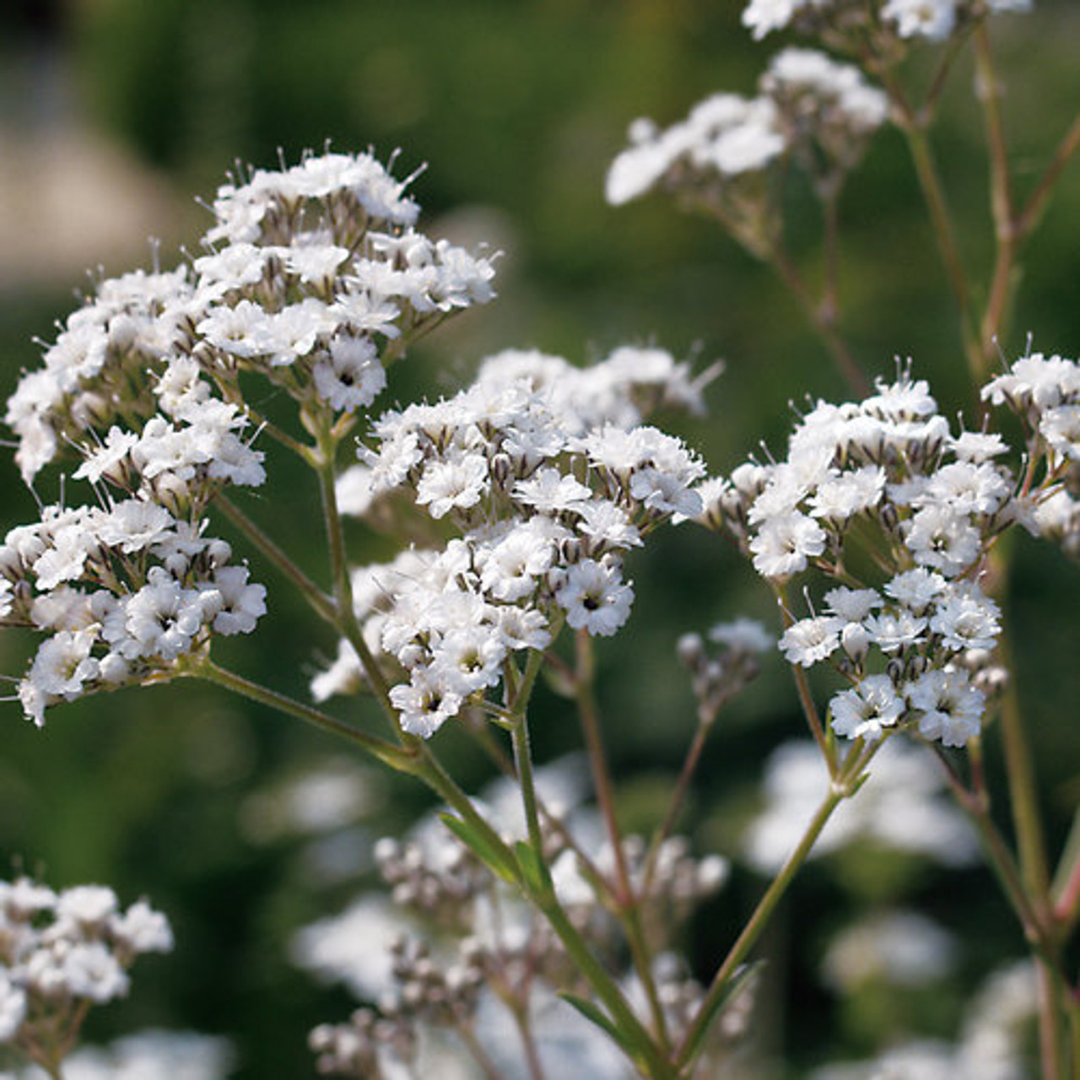 Gypsophila paniculata 'Festival Star'