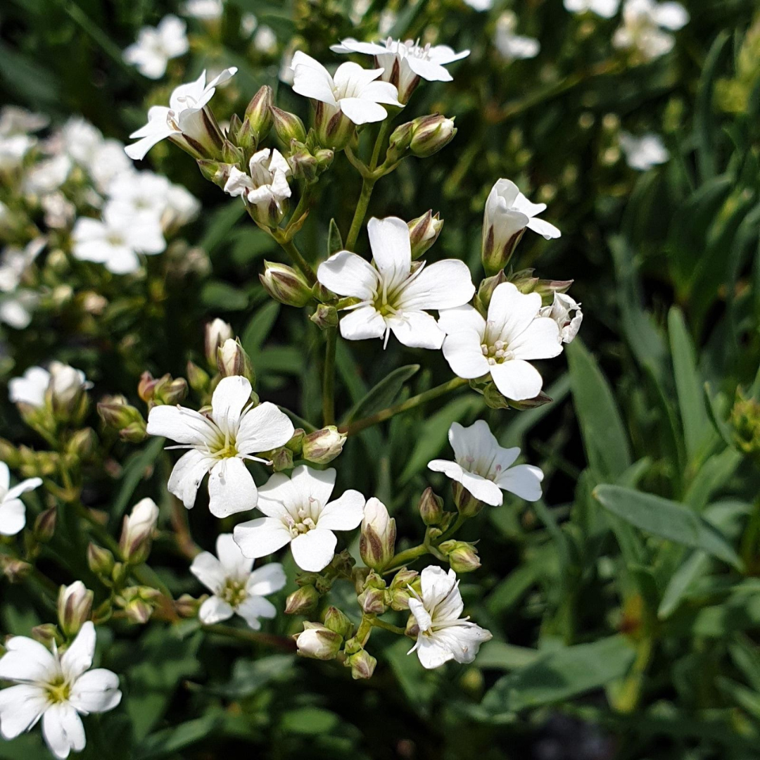 Gypsophila repens 'Filou Alba'