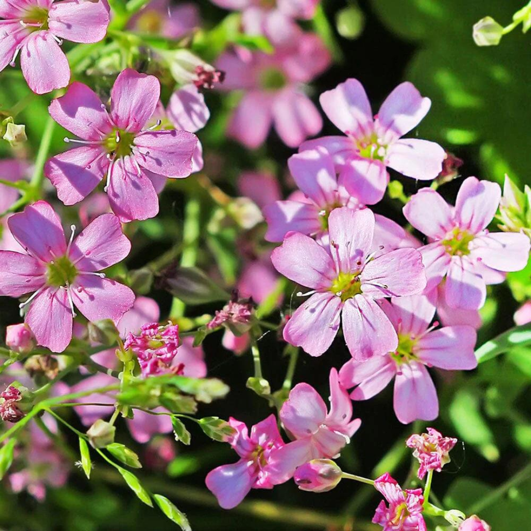 Gypsophila repens 'Filou Rose'