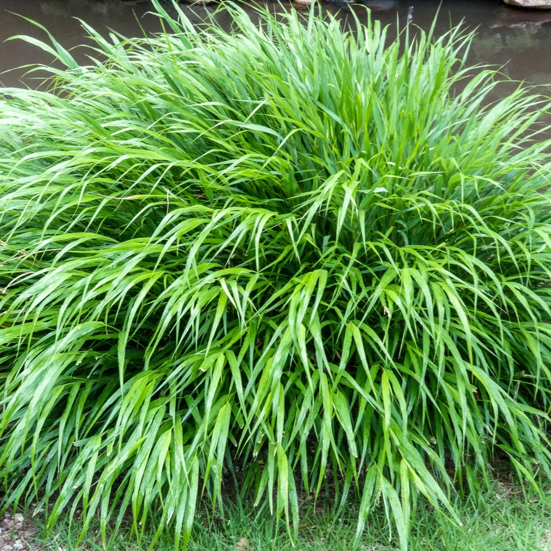 Hakonechloa macra