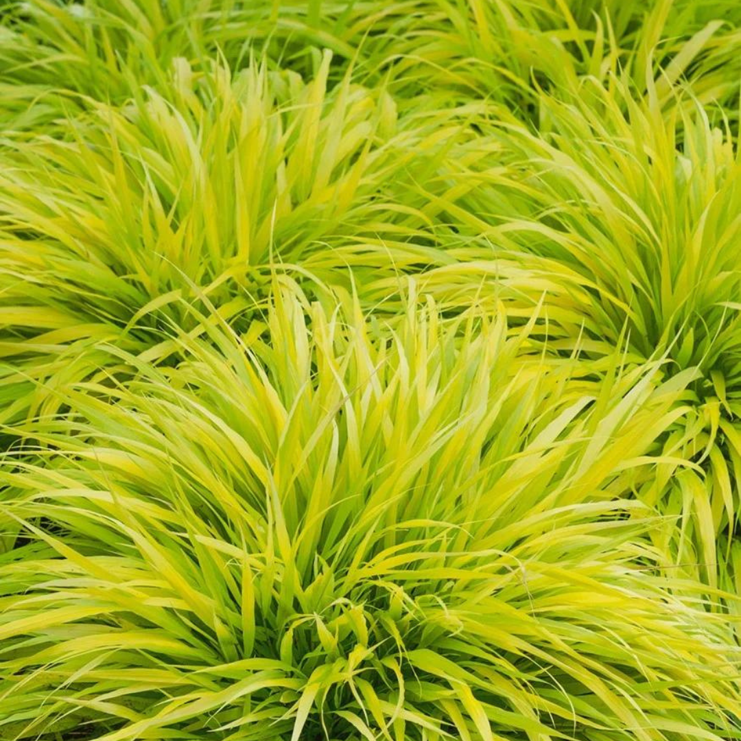 Hakonechloa macra 'All Gold'