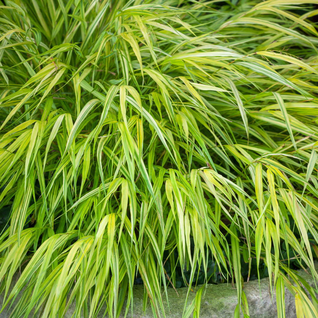 Hakonechloa macra 'Aureola'