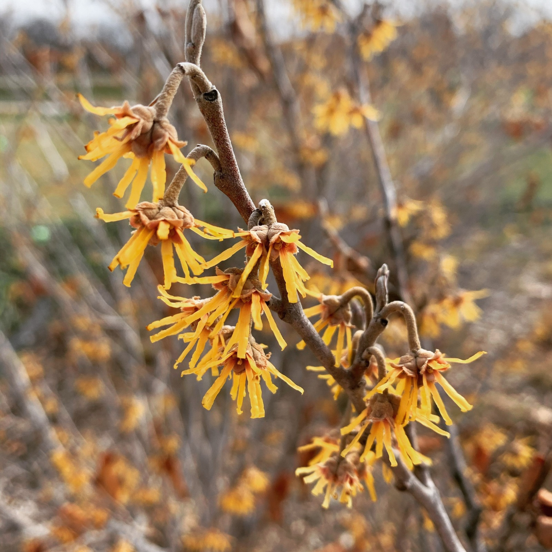 Hamamelis vernalis