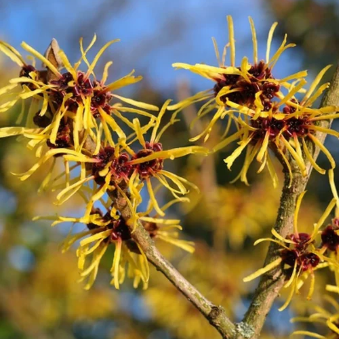 Hamamelis virginiana