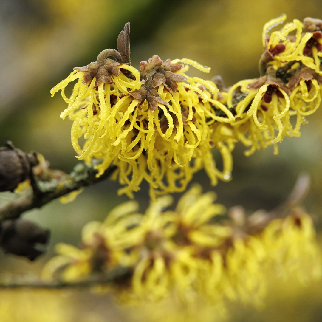 Hamamelis x intermedia 'Arnold Promise'