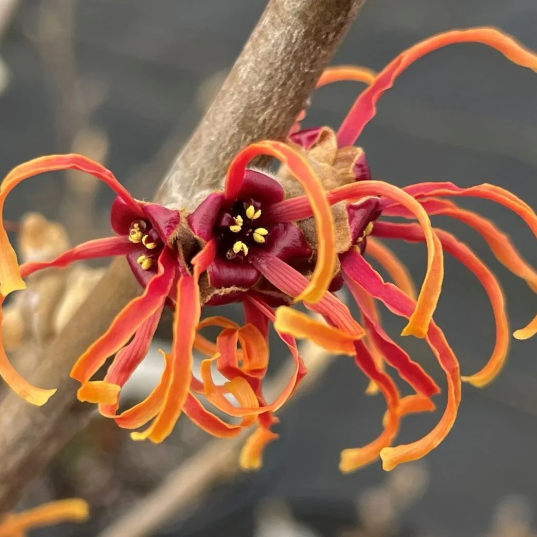 Hamamelis x intermedia 'Jelena'