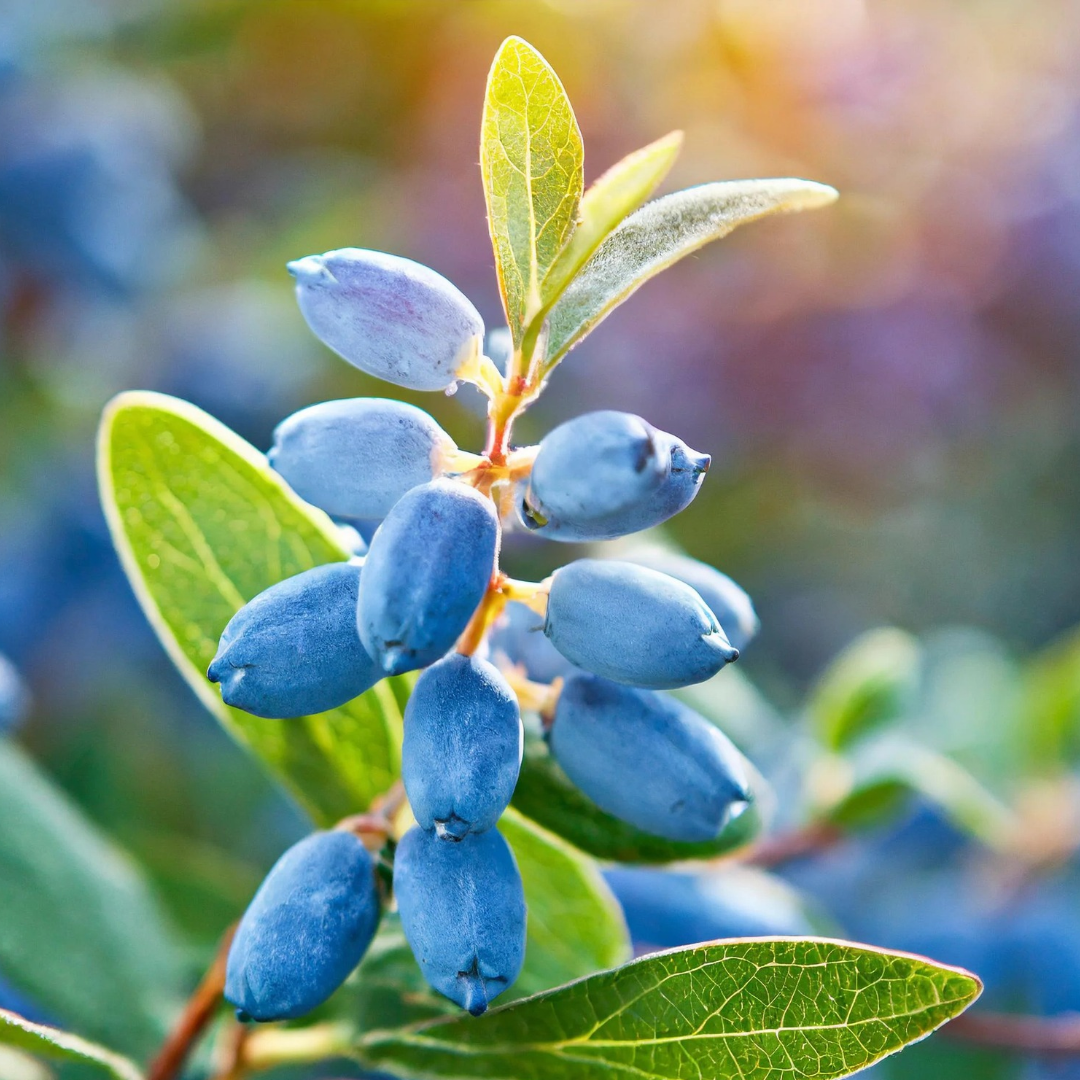 Haskap x 'Berry Blue'