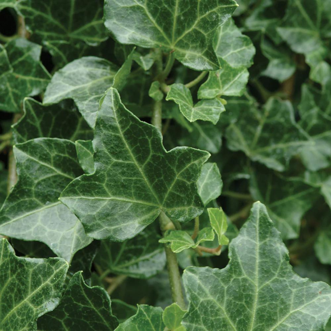 Hedera 'Baltica'