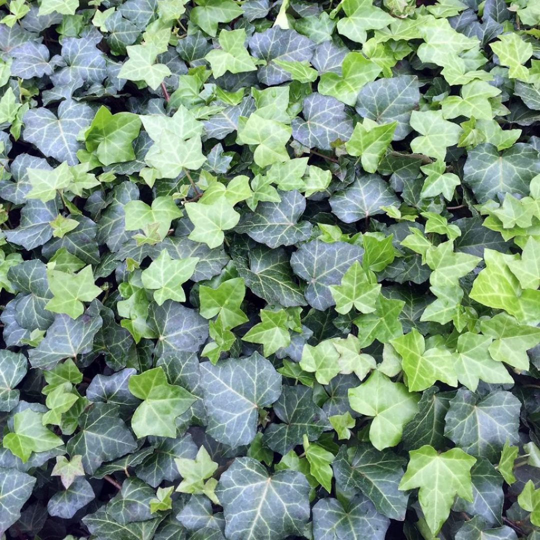 Hedera 'Thorndale'