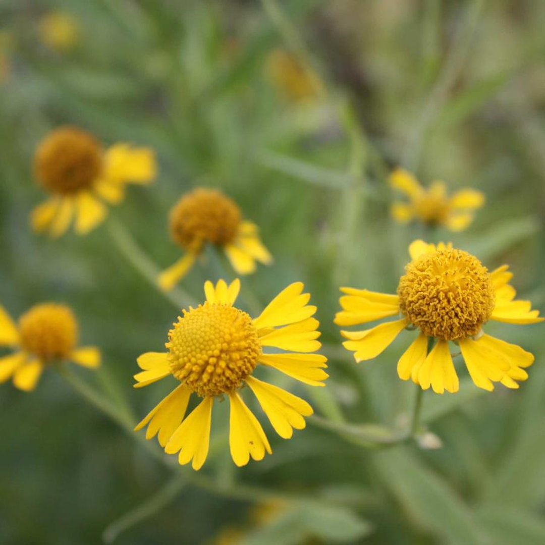 Helenium autumnale – Black Sheep Perennials
