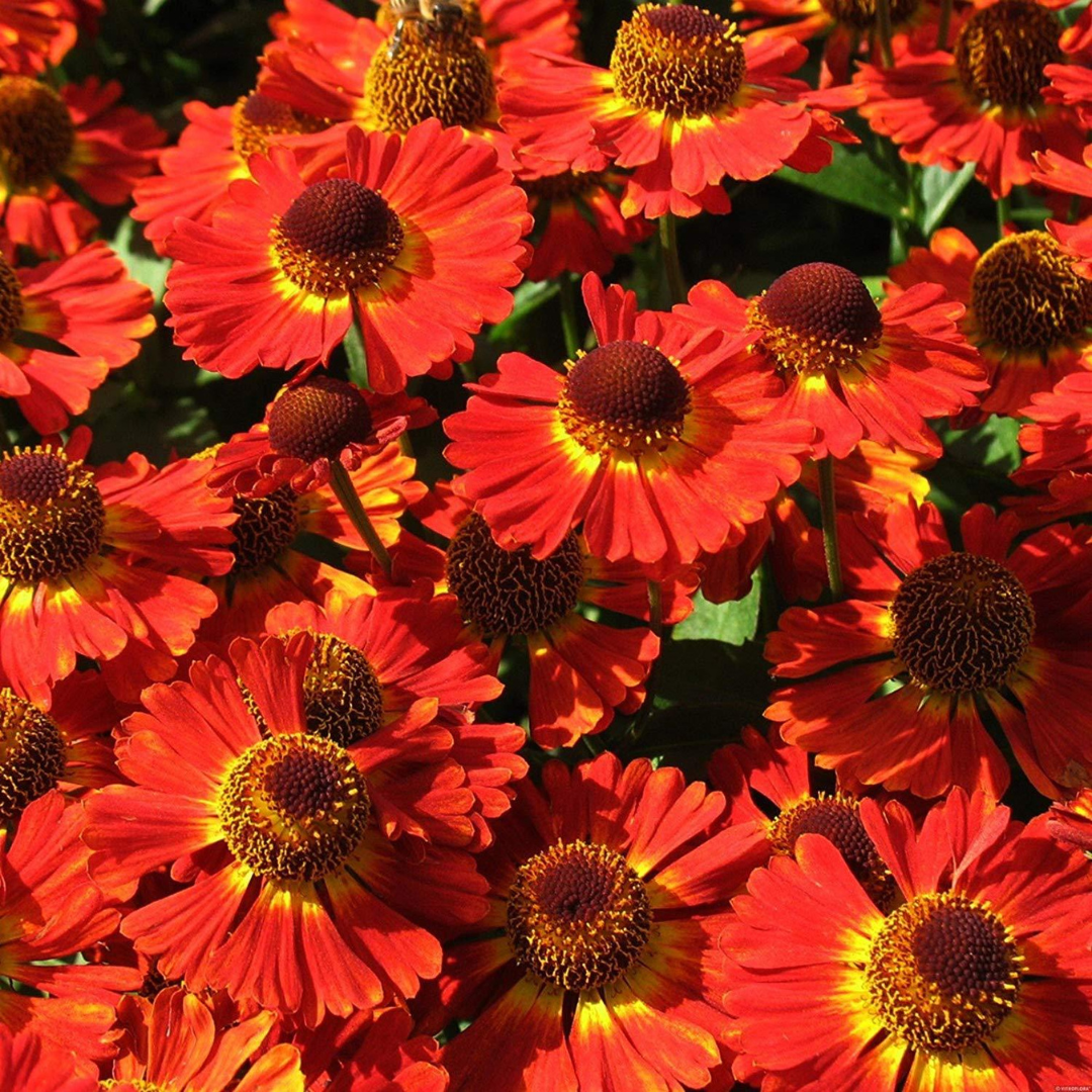 Helenium hybrid 'Mariachi Salsa'