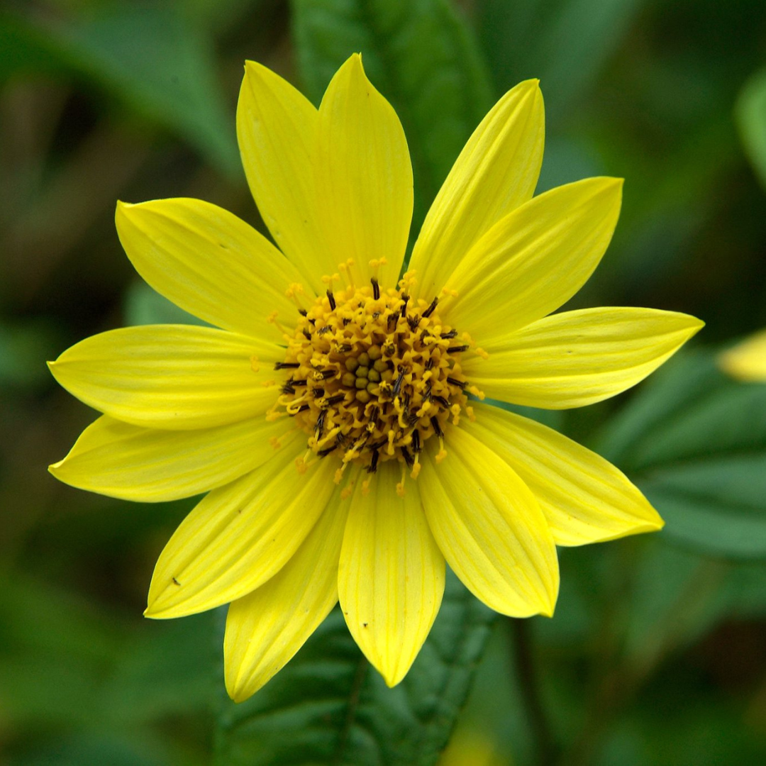 Helianthus 'Lemon Queen'