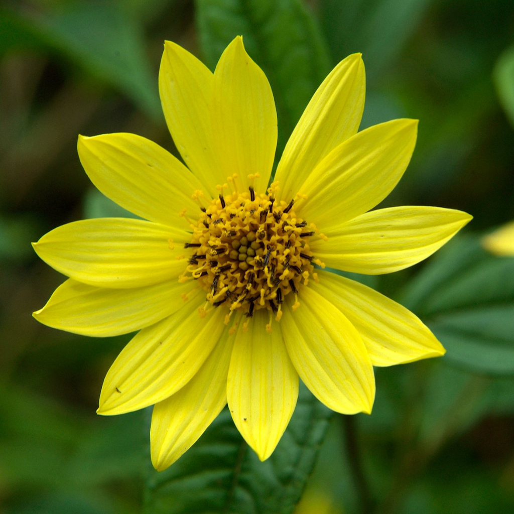 Helianthus_LemonQueen_1024x102