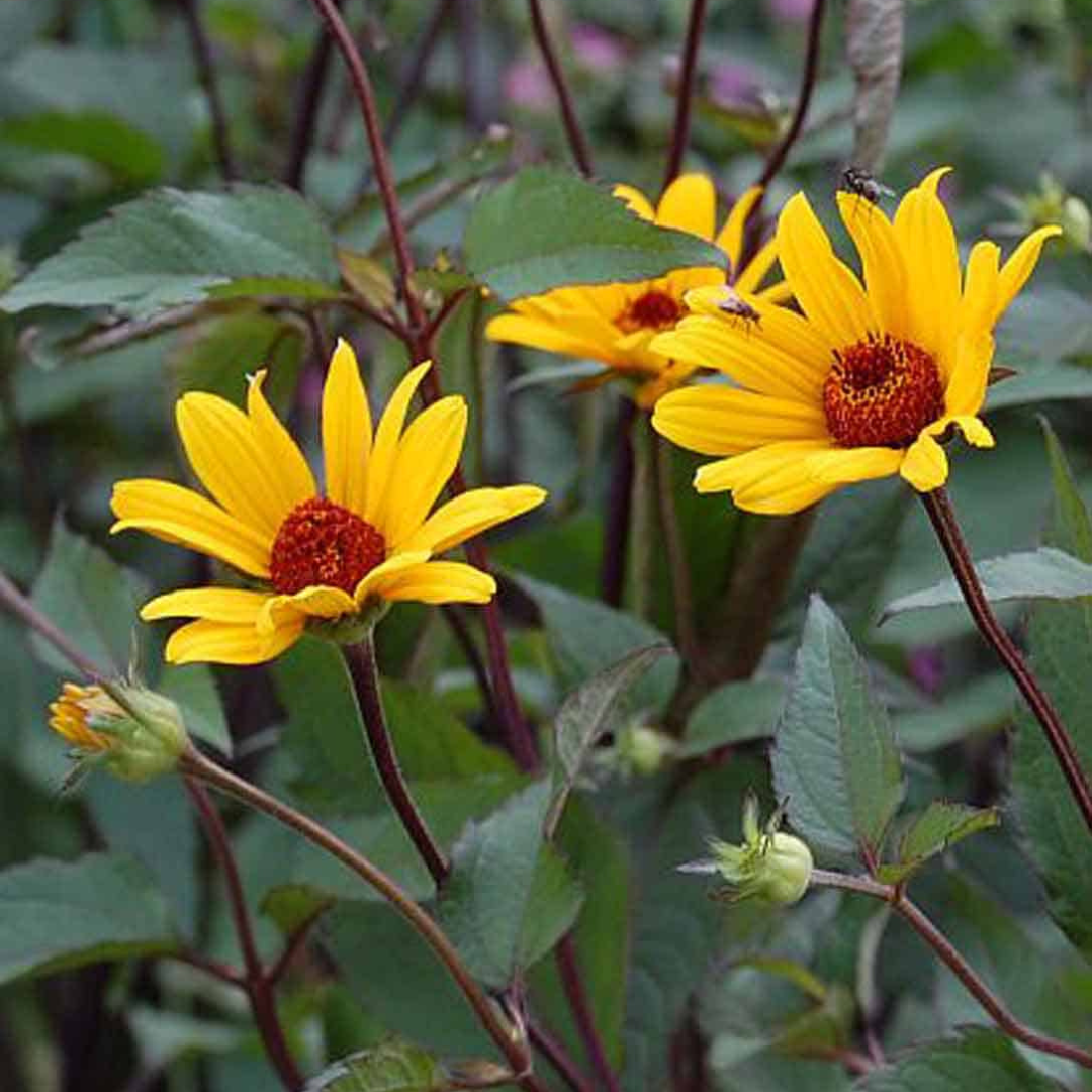 Heliopsis helianthoides 'Summer Night'