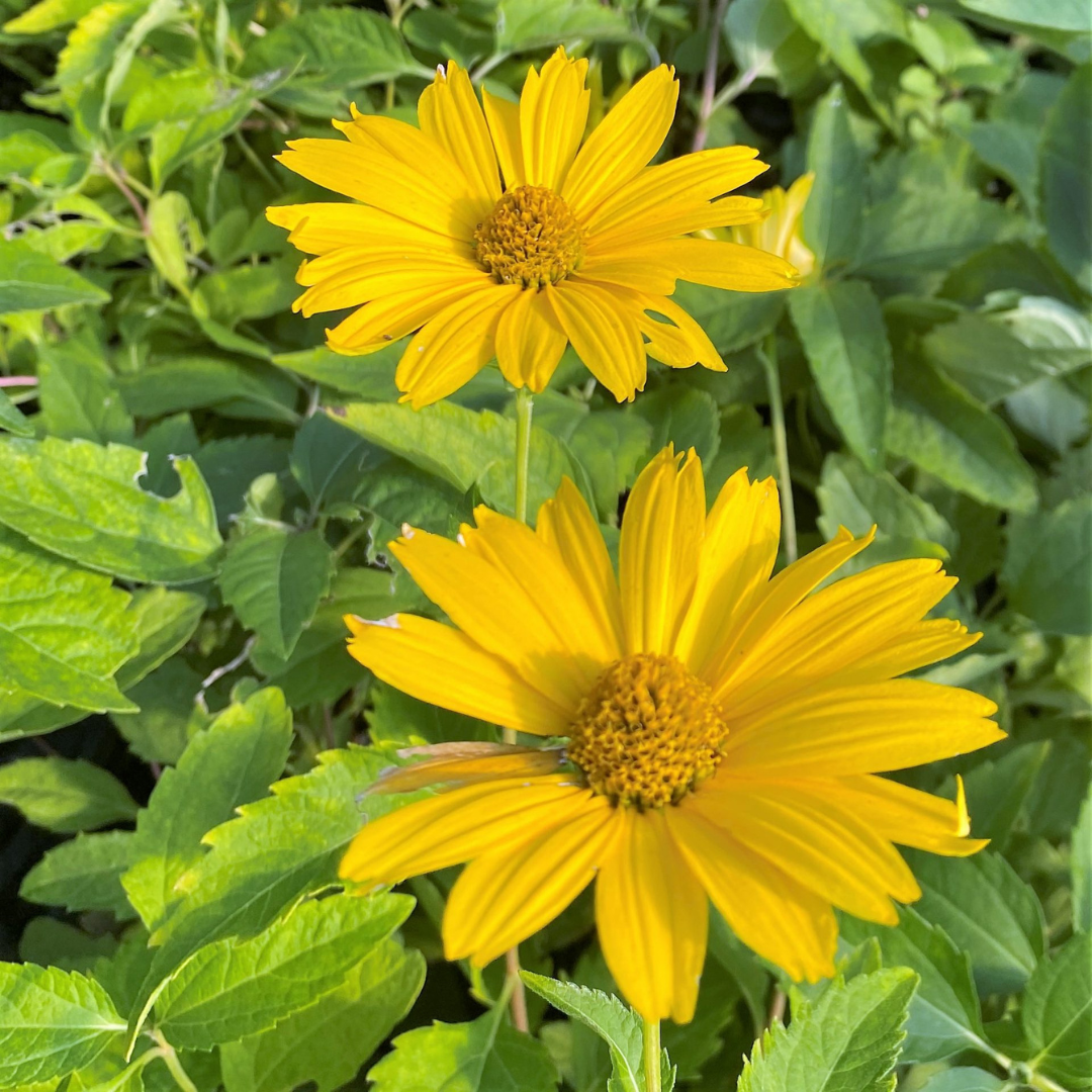 Heliopsis helianthoides 'Summer Sun'