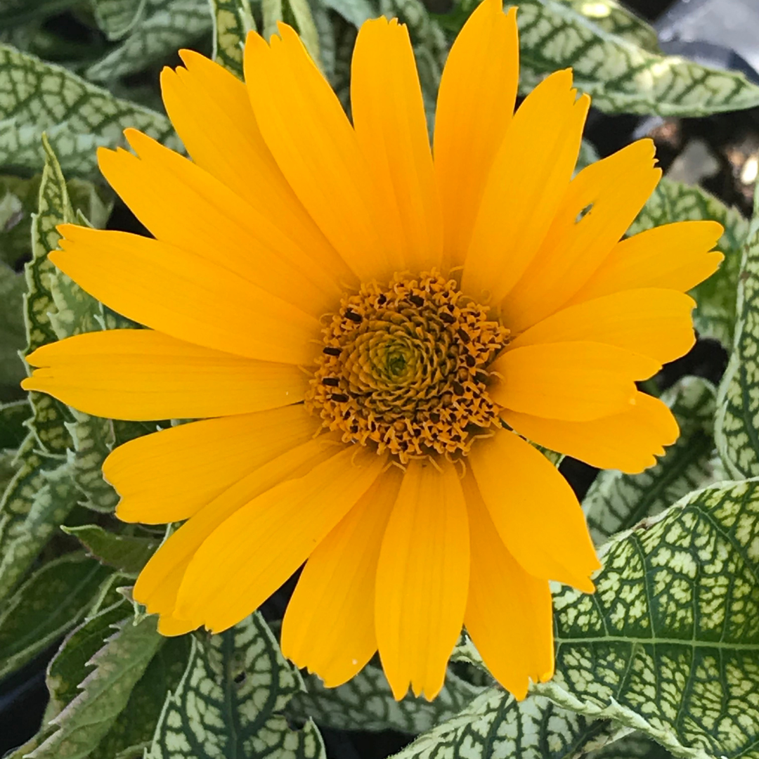 Heliopsis helianthoides 'Sunstruck'