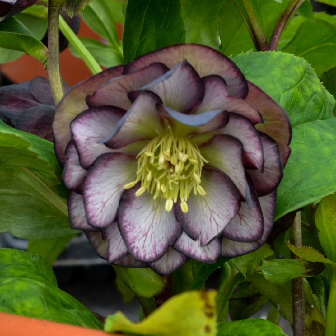 Helleborus hybrid 'Black Tie Affair'