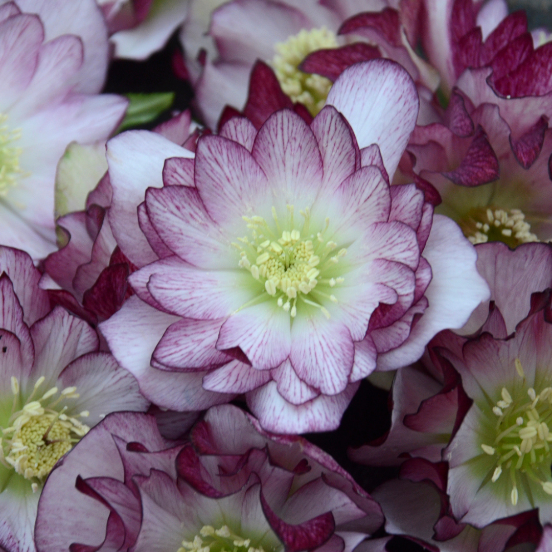 Helleborus hybrid 'Blushing Bridesmaid'