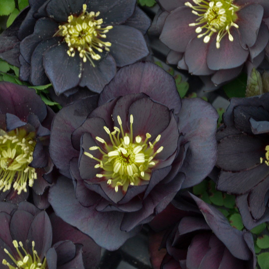 Helleborus hybrid 'Dark and Handsome'