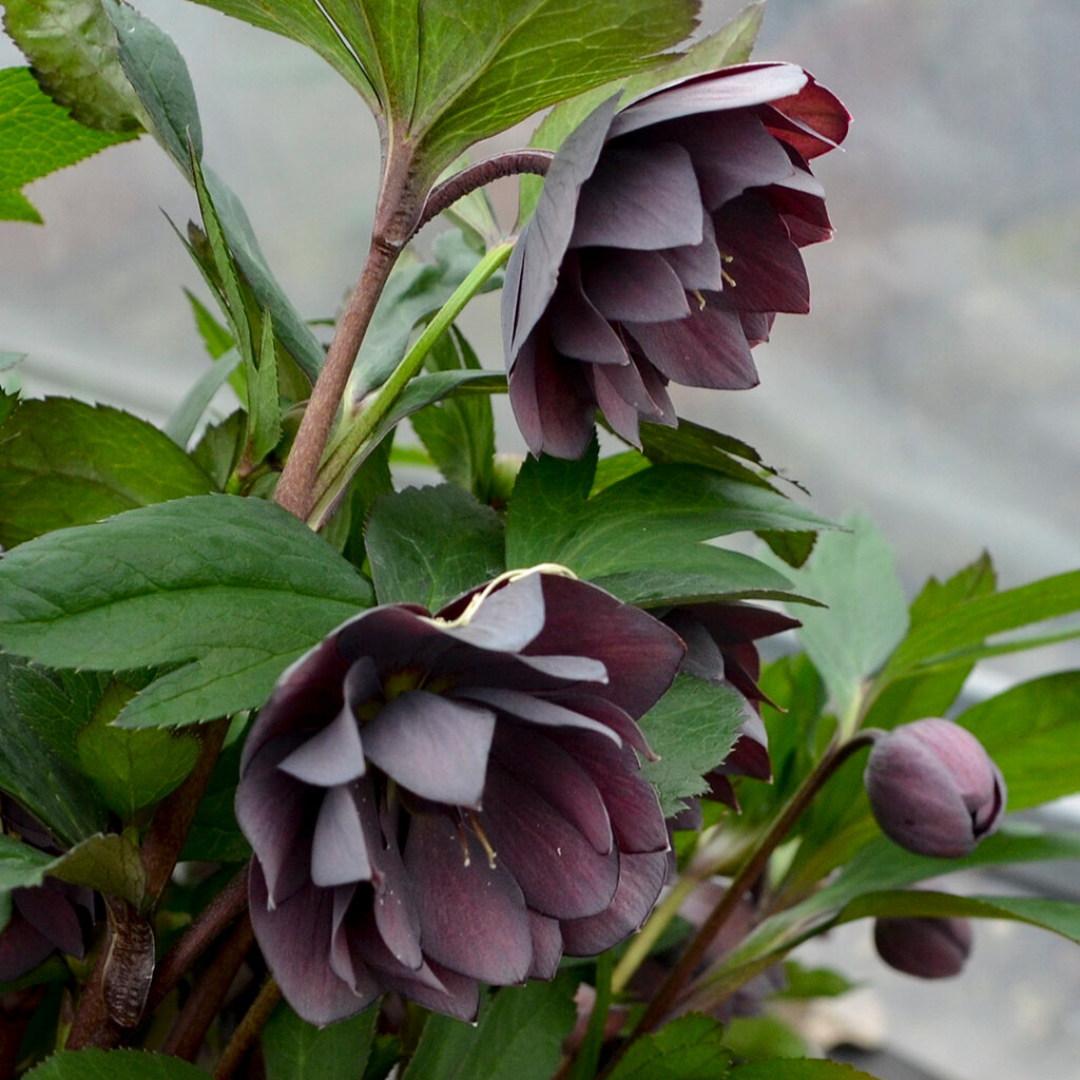 Helleborus hybrid 'Dashing Groomsmen'