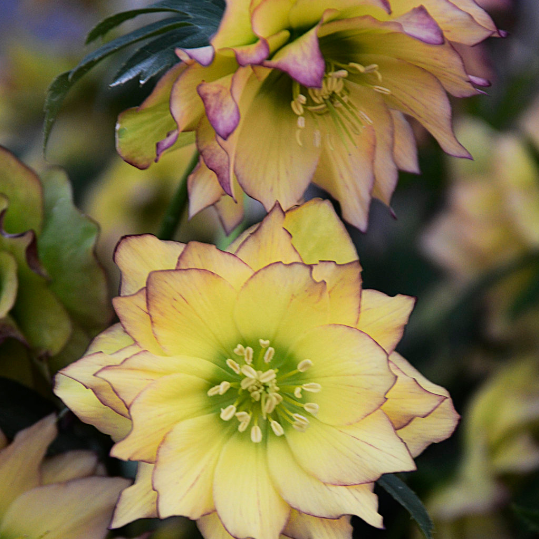 Helleborus hybrid 'First Dance'