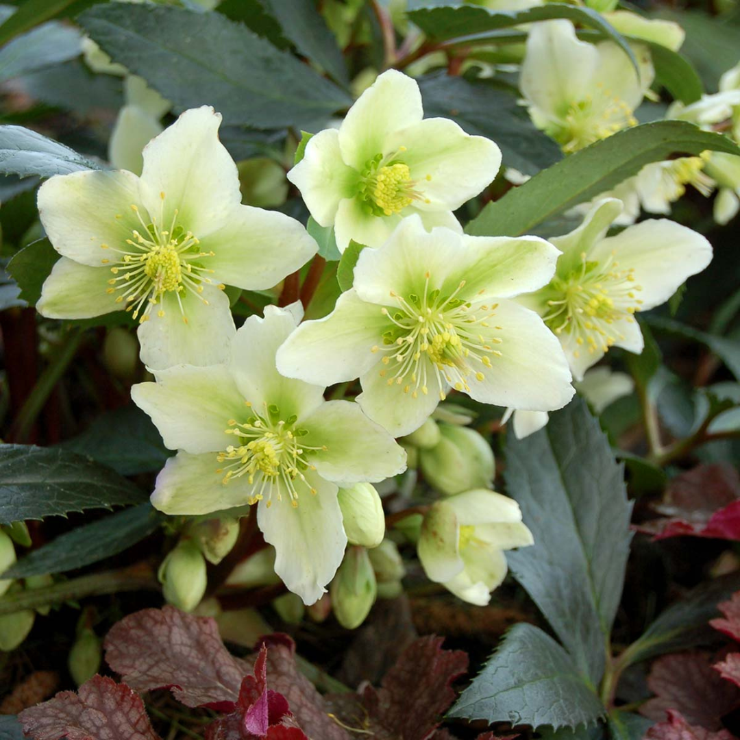 Helleborus hybrid 'Honeyhill Joy'