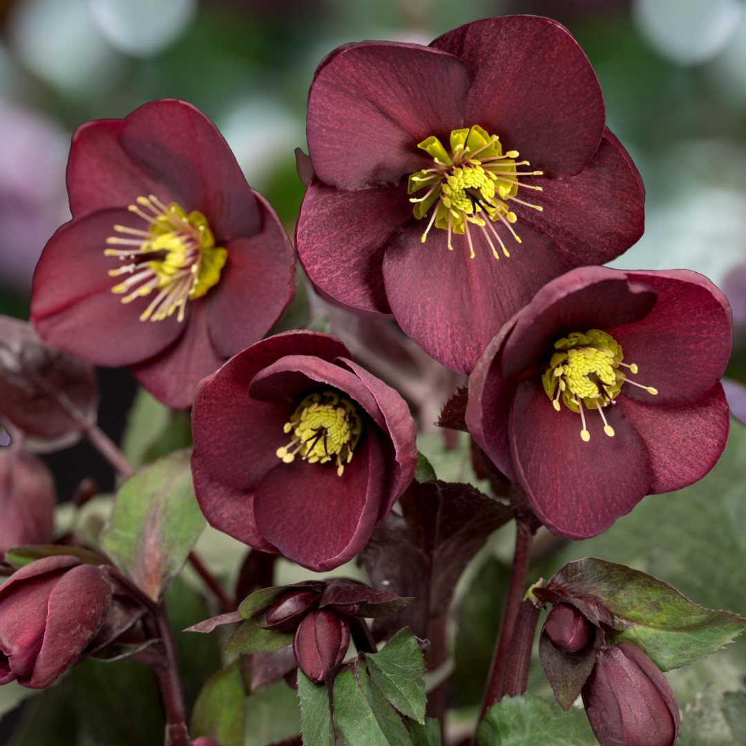 Helleborus hybrid 'Ice N Roses Merlot'