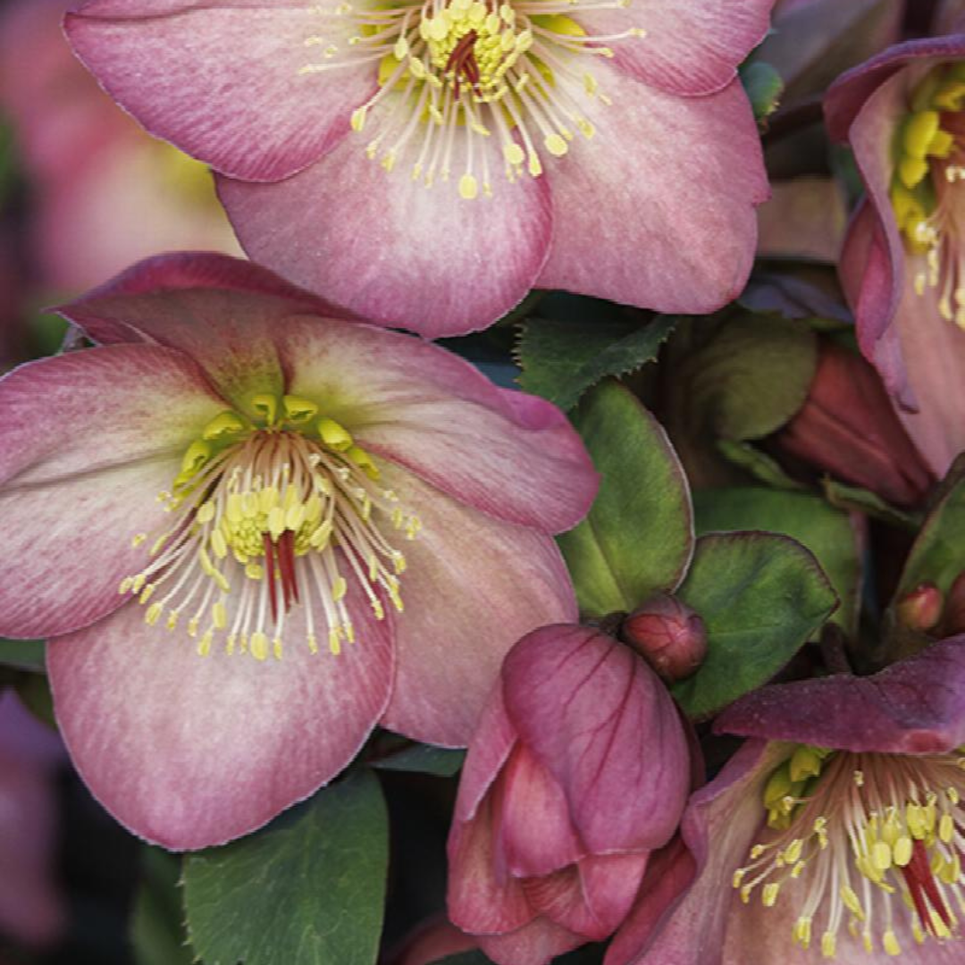 Helleborus hybrid 'Ice N Roses Rose'