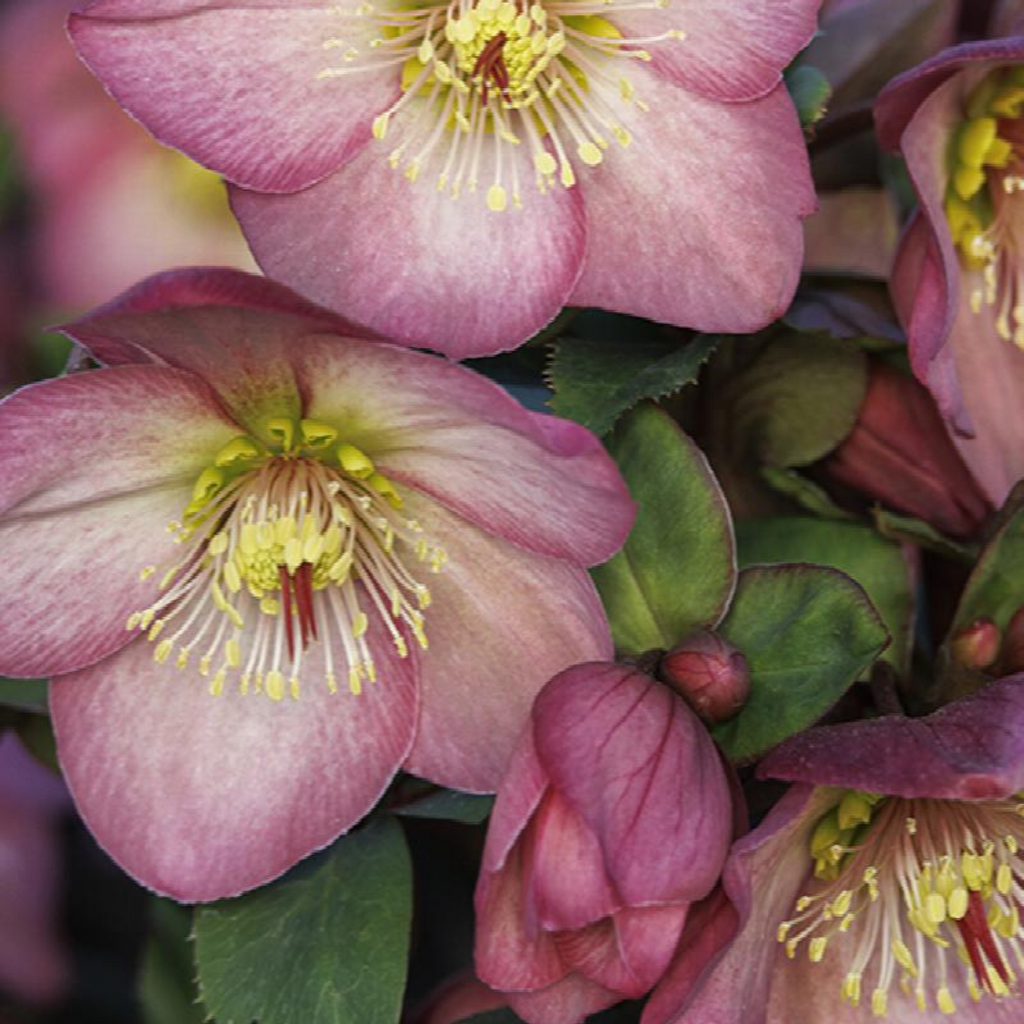 Buy Now | Helleborus 'Ice N Roses Rose' | Ontario Grown | Local