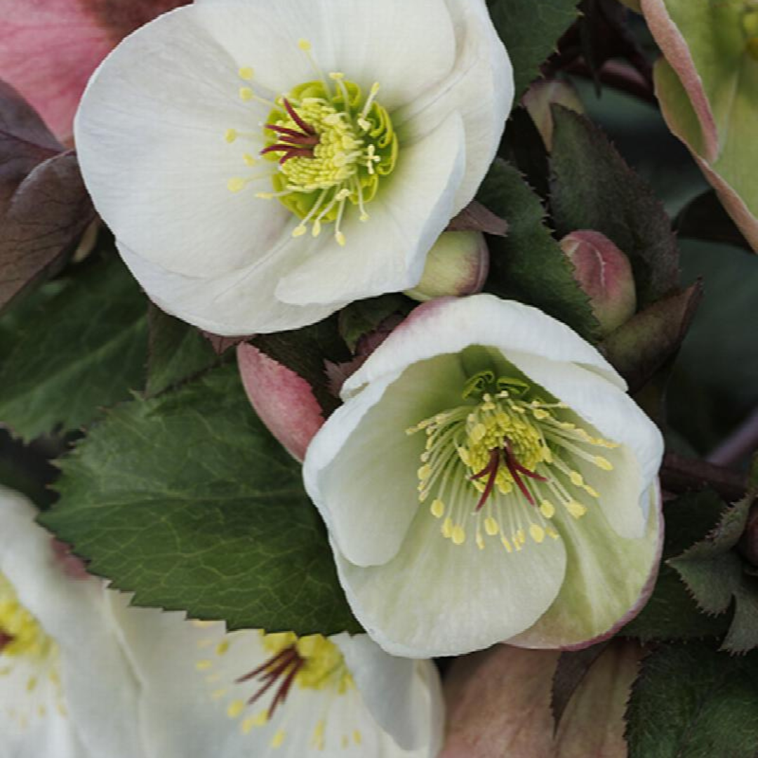 Helleborus hybrid 'Ice N Roses White'