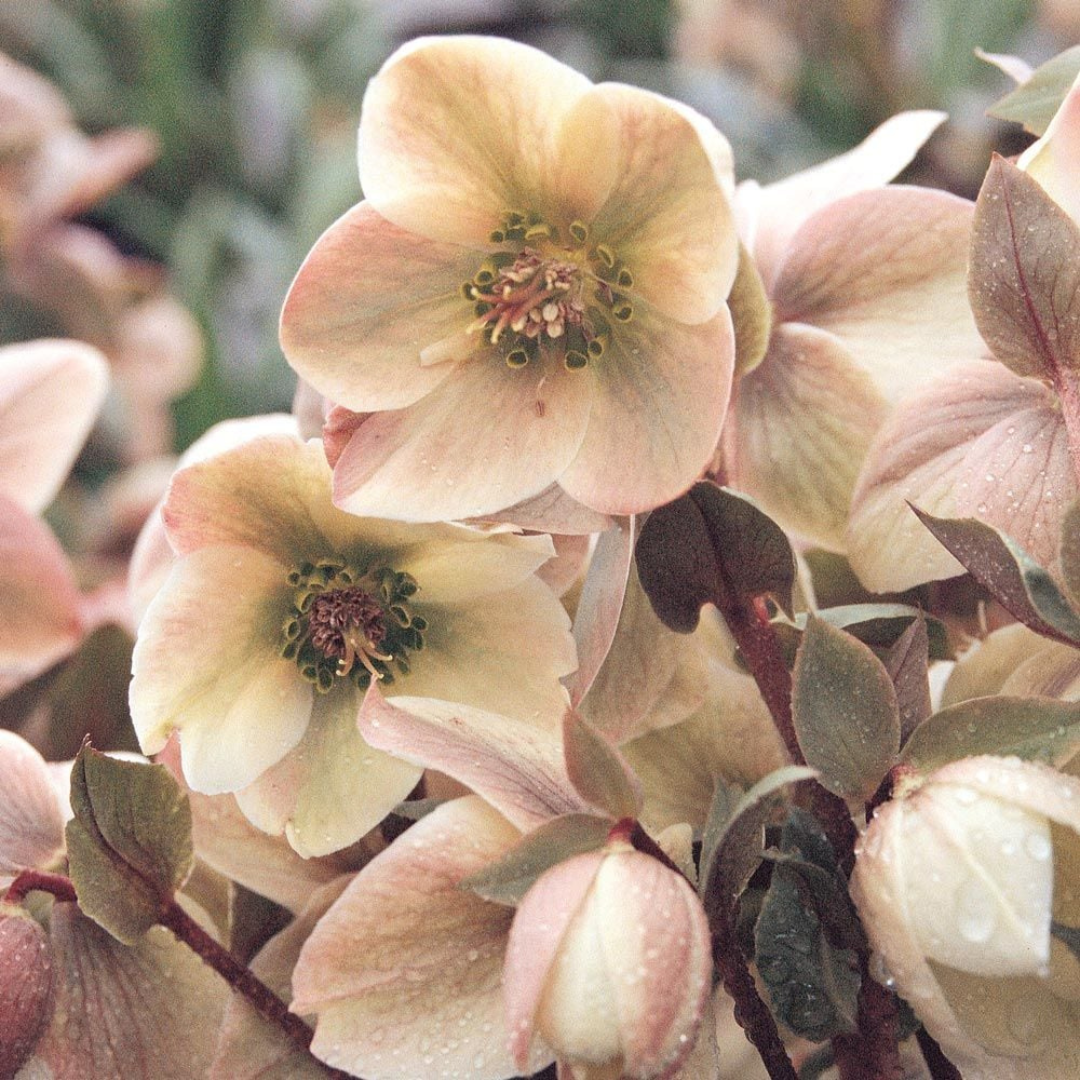 Helleborus hybrid 'Ivory Prince'