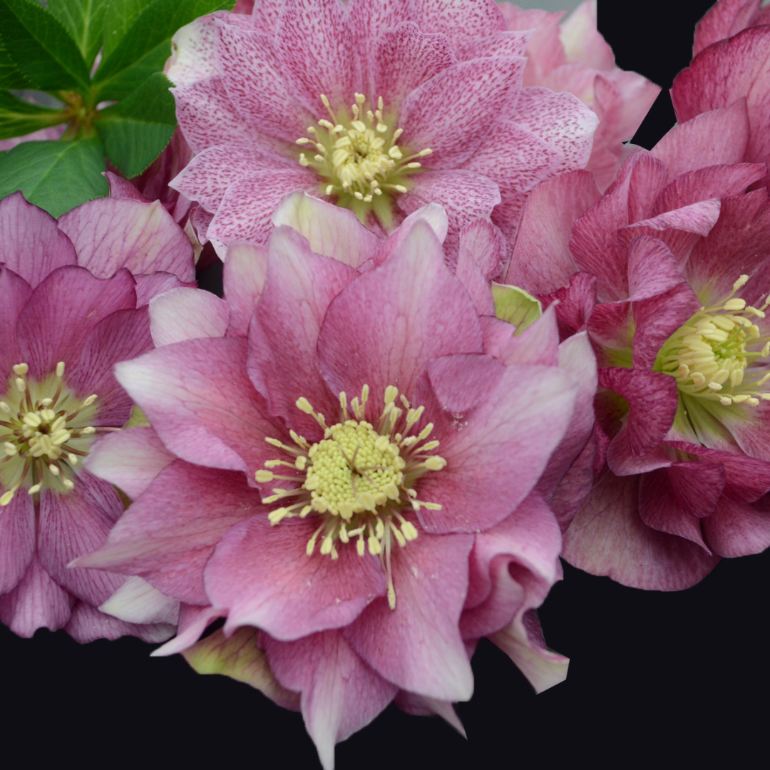 Helleborus hybrid 'Maid of Honour'