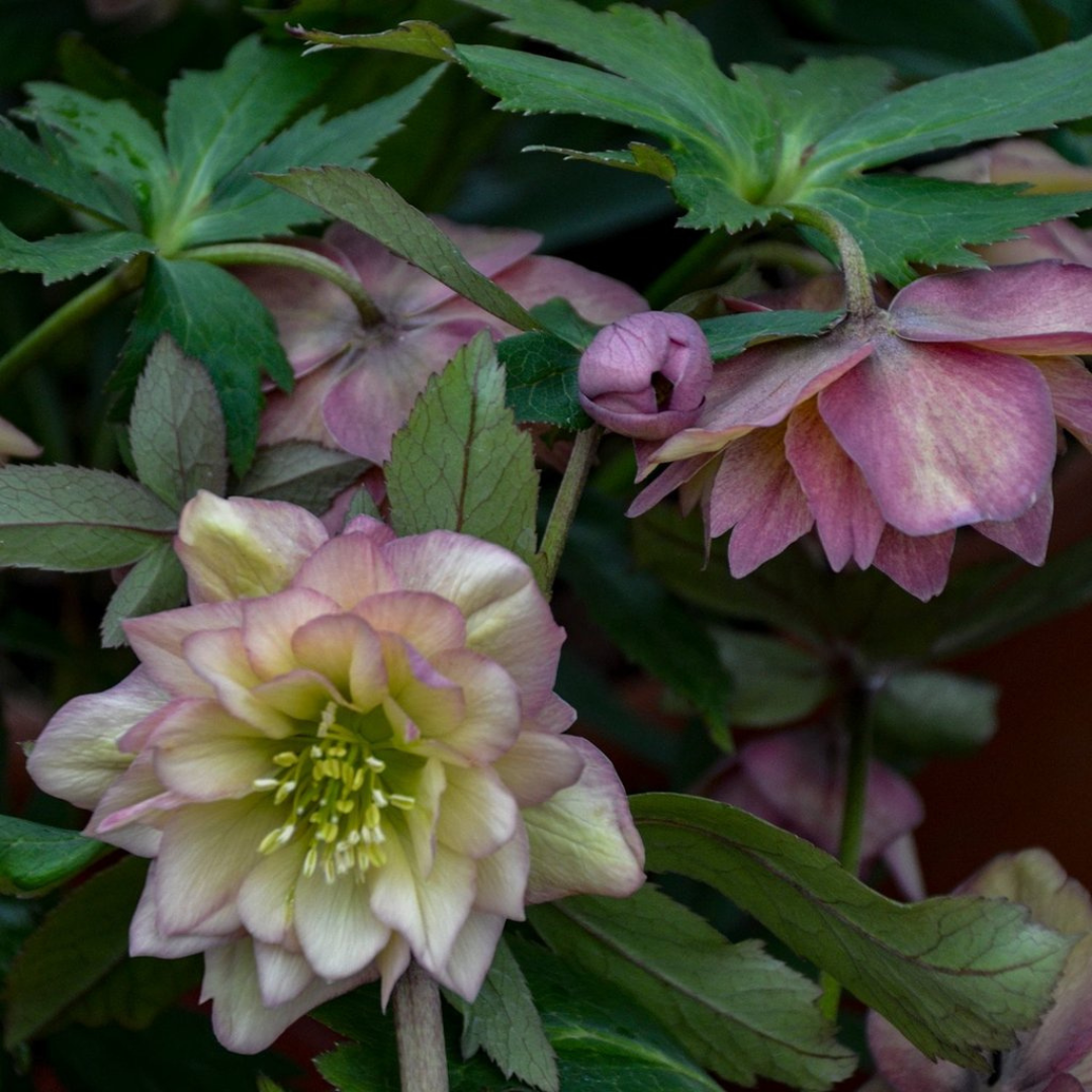 Helleborus hybrid 'Mother of the Bride'