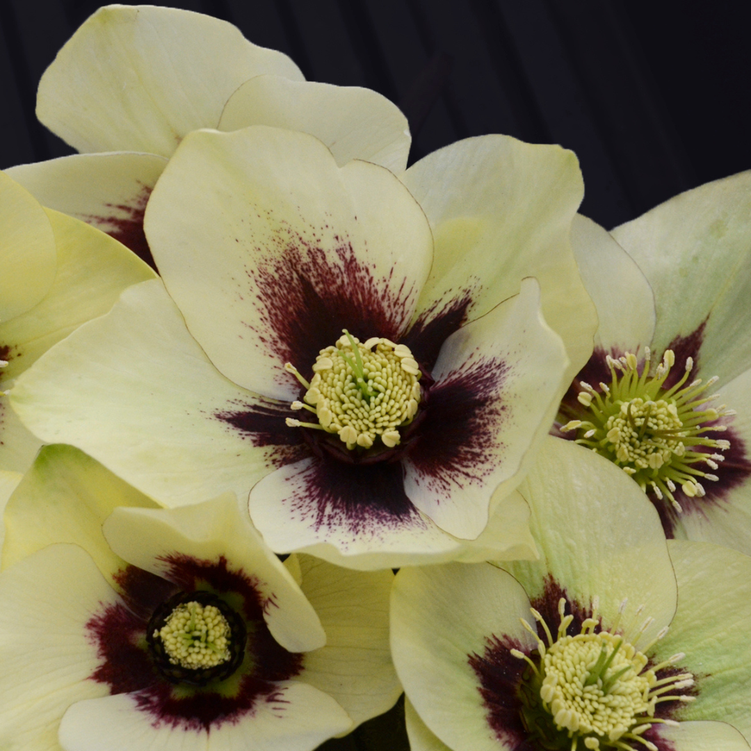 Helleborus hybrid 'Spanish Flare'