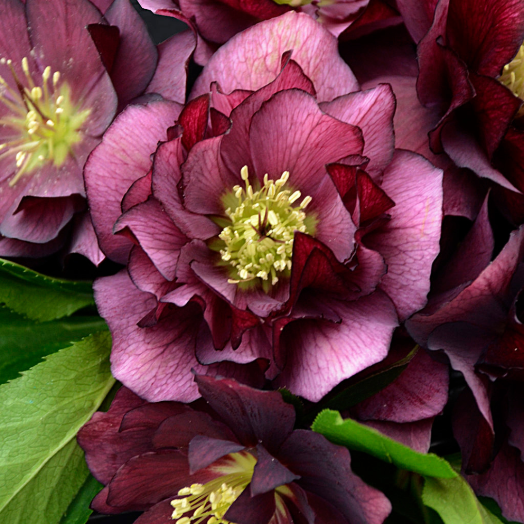 Helleborus hybrid 'True Love'