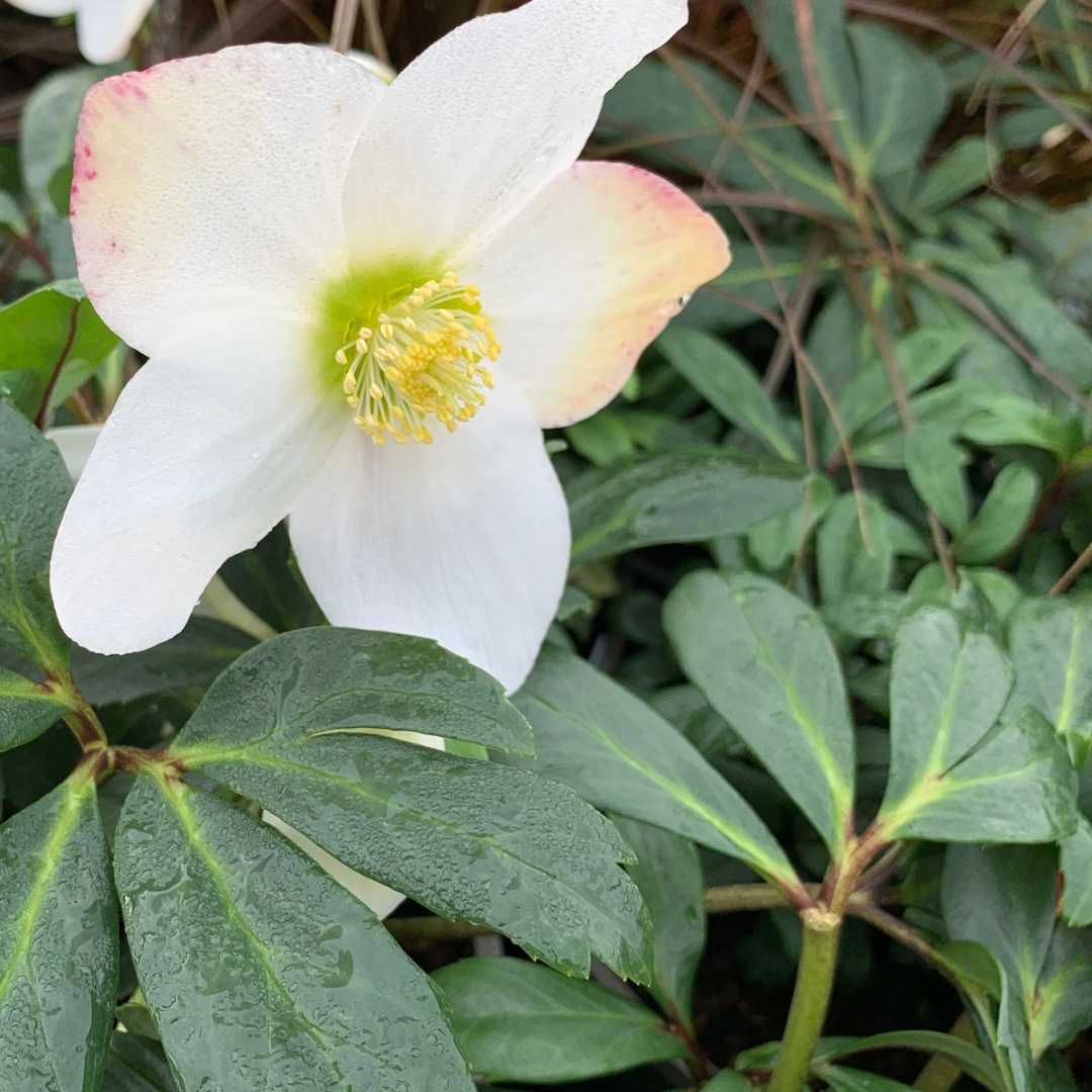 Helleborus niger