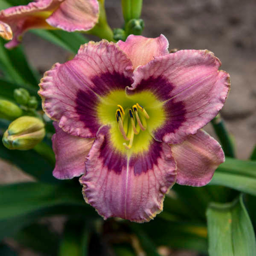 Hemerocallis hybrid 'Always Afternoon'