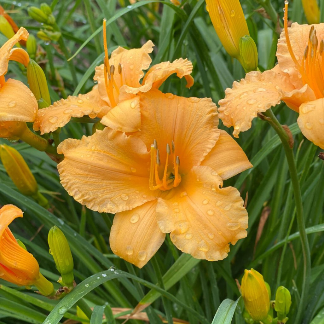 Hemerocallis hybrid 'Apricot Sparkles'