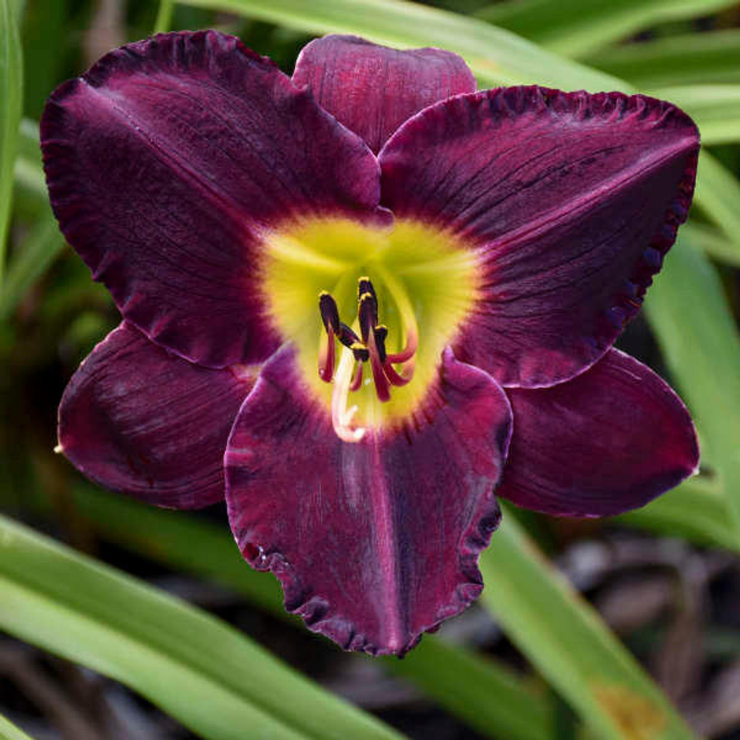 Hemerocallis hybrid 'Bela Lugosi'