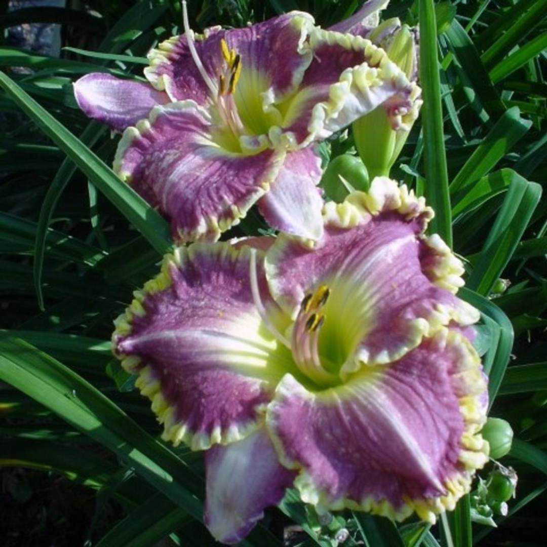 Hemerocallis hybrid 'Bestseller'