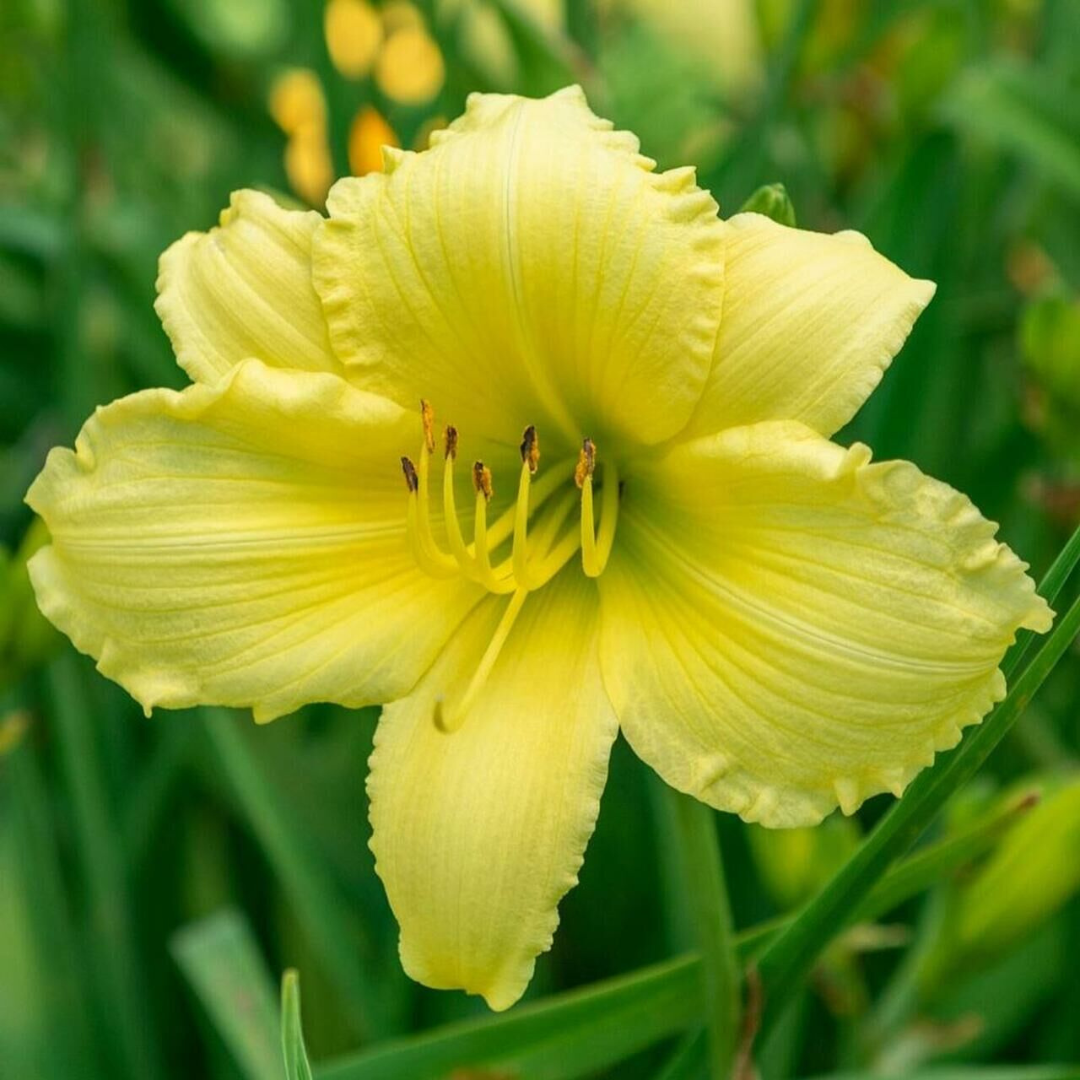 Hemerocallis hybrid 'Big Time Happy'