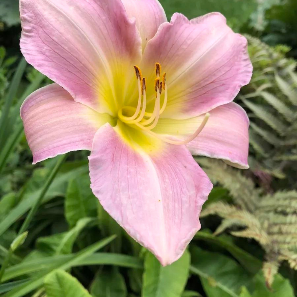 houseonthehill yellowflower ロンティ 80サイズ Buy Now | Hemerocallis 'Catherine Woodbury' | Ontario Grown