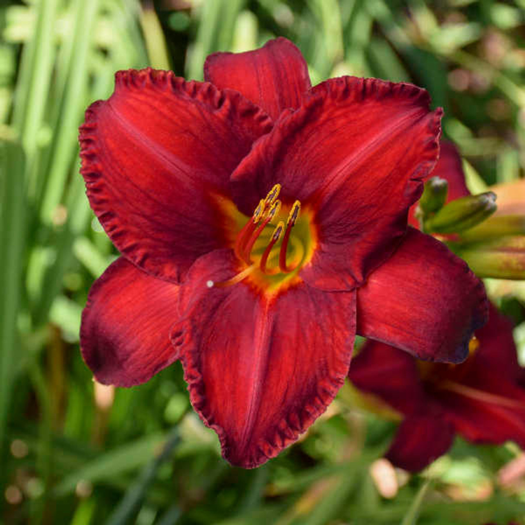 Hemerocallis hybrid 'Chicago Apache'