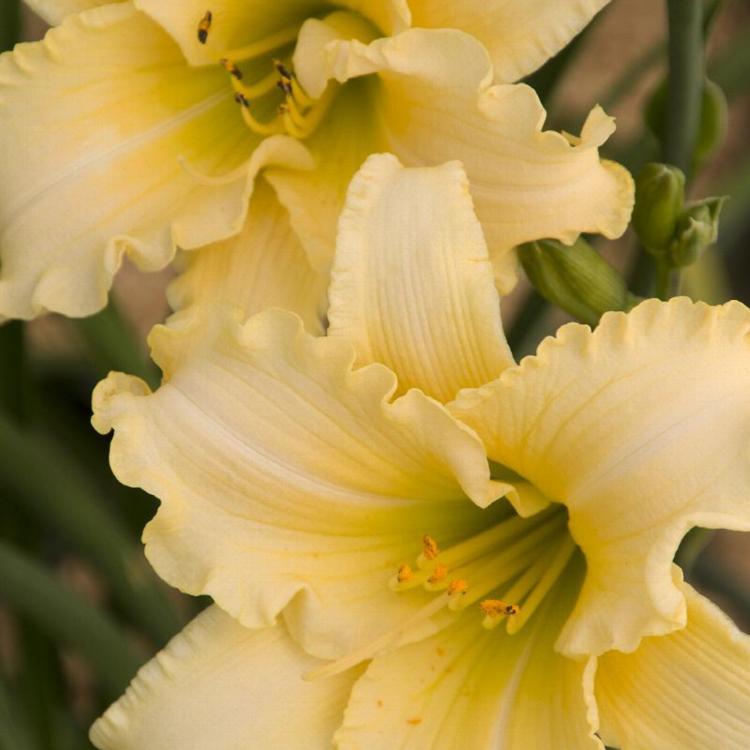 Hemerocallis hybrid 'Every DayLily Cream'