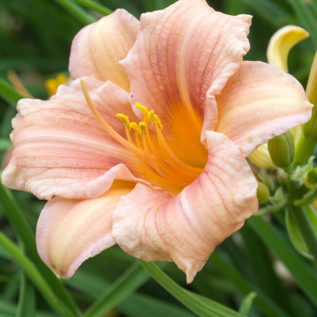 Hemerocallis hybrid 'Every Daylily Pink Wing'