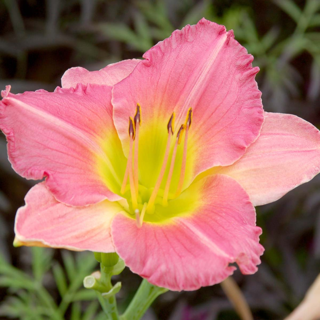 Hemerocallis hybrid 'Final Touch'